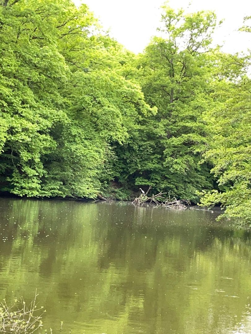 Aschbachweiher (Gersweiler) angeln