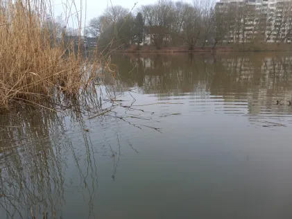 Neuhofer Teich (Reinfeld)