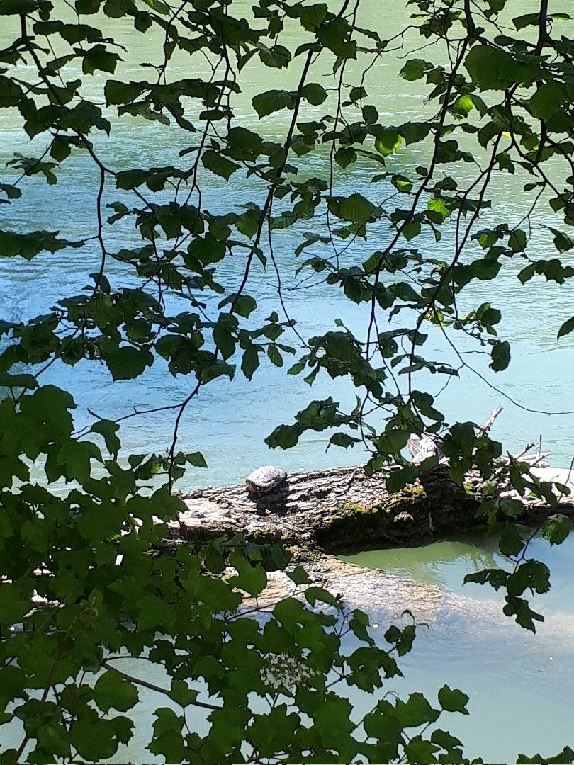 Rhein (Bad Säckingen) angeln