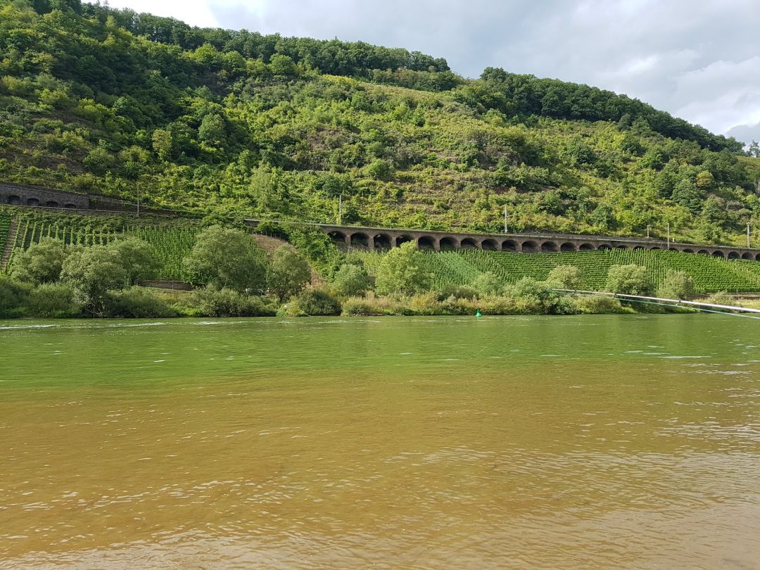 Mosel (Pünderich) angeln