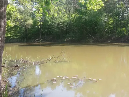 Teich am Zeltplatz Groß Särchen