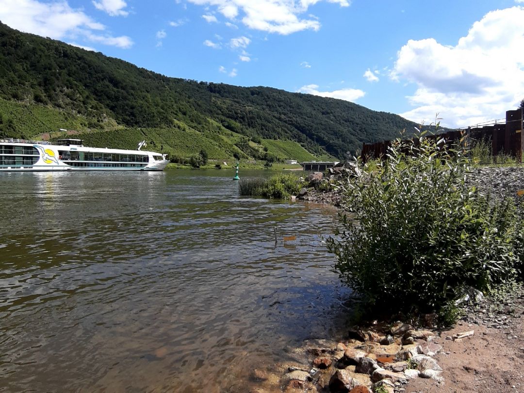 Mosel (Lehmen) angeln