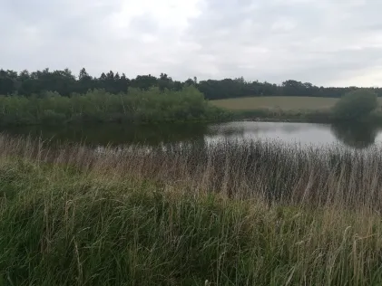 Nickersee