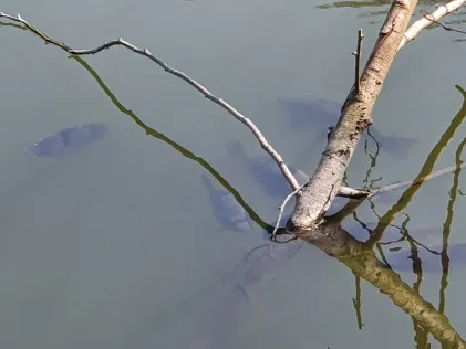 Schnepfenbachweiher (Neuweilnau)