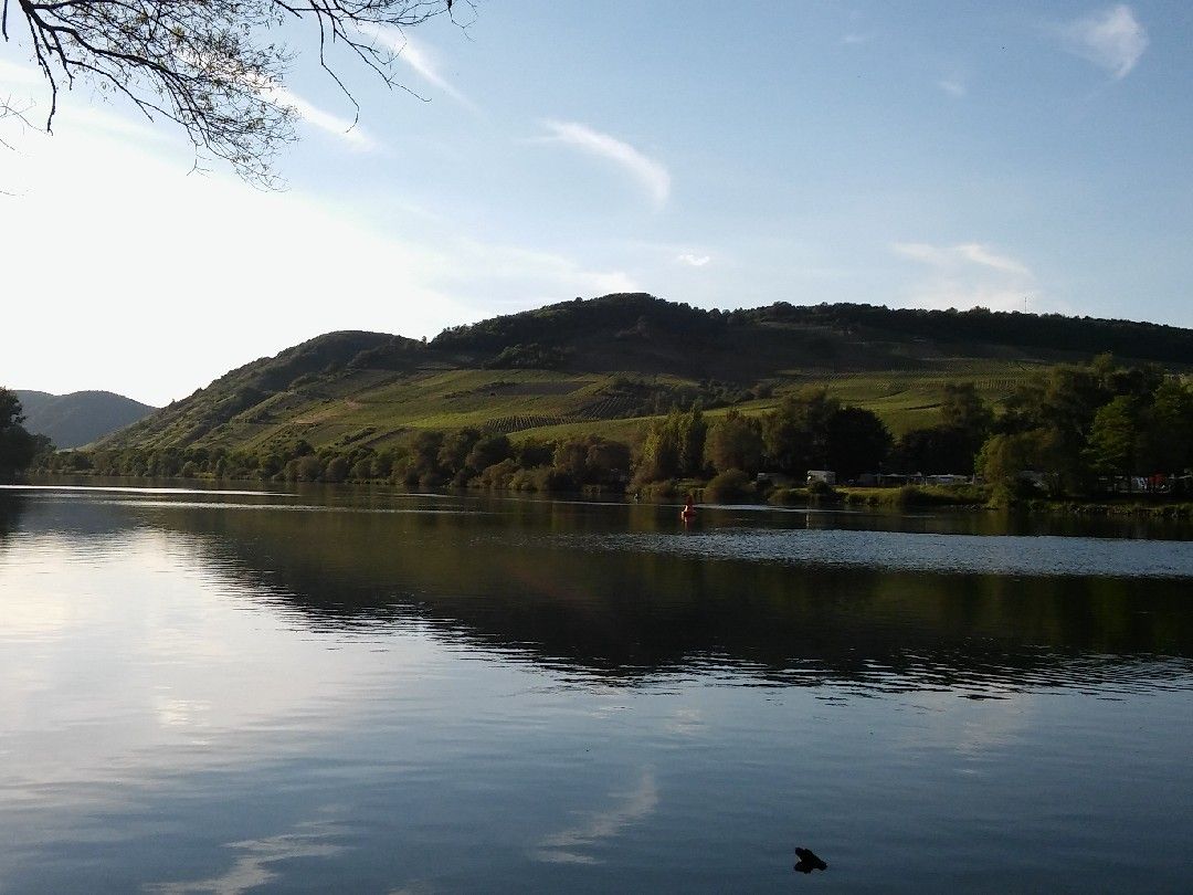 Mosel (Cochem) angeln