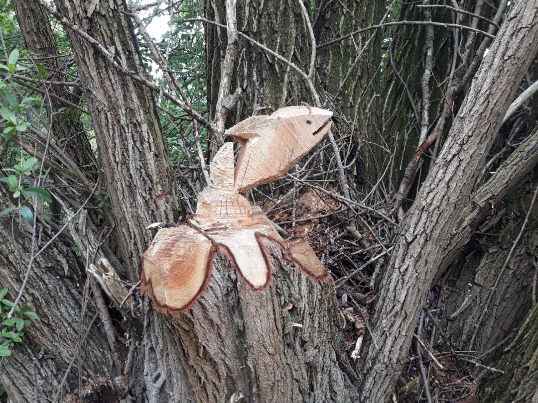 Mittlere Kiesgrube Groß Gleidingen angeln