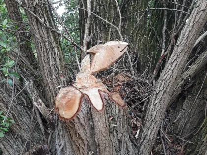 Mittlere Kiesgrube Groß Gleidingen