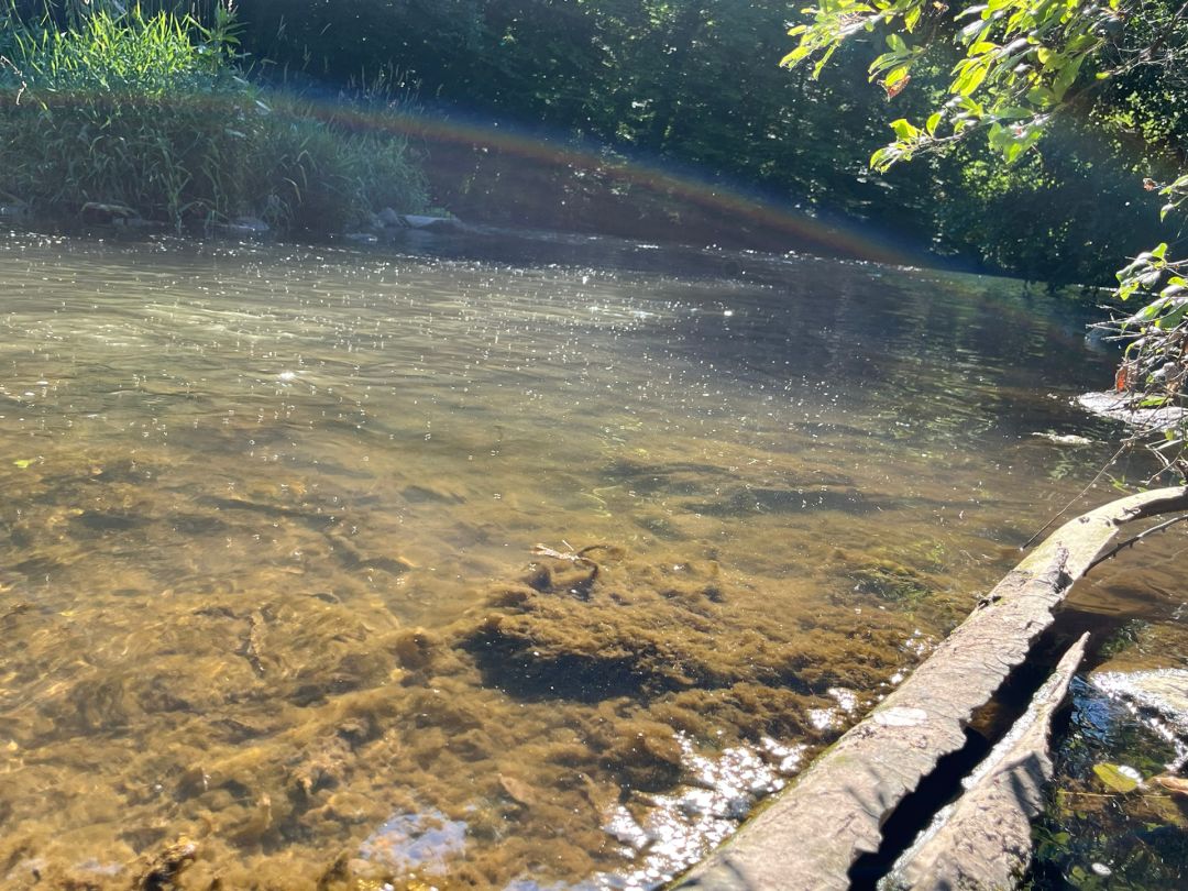 Nagold (Unterreichenbach) angeln
