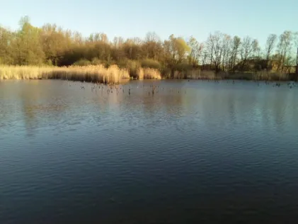 Teich Heinrichsfelde