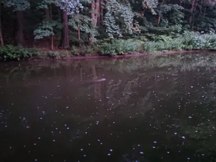 Spree (Schirgiswalde-Kirschau)
