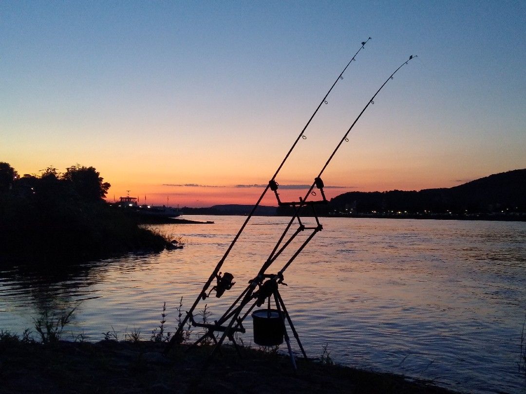 Rhein (Bad Breisig) angeln