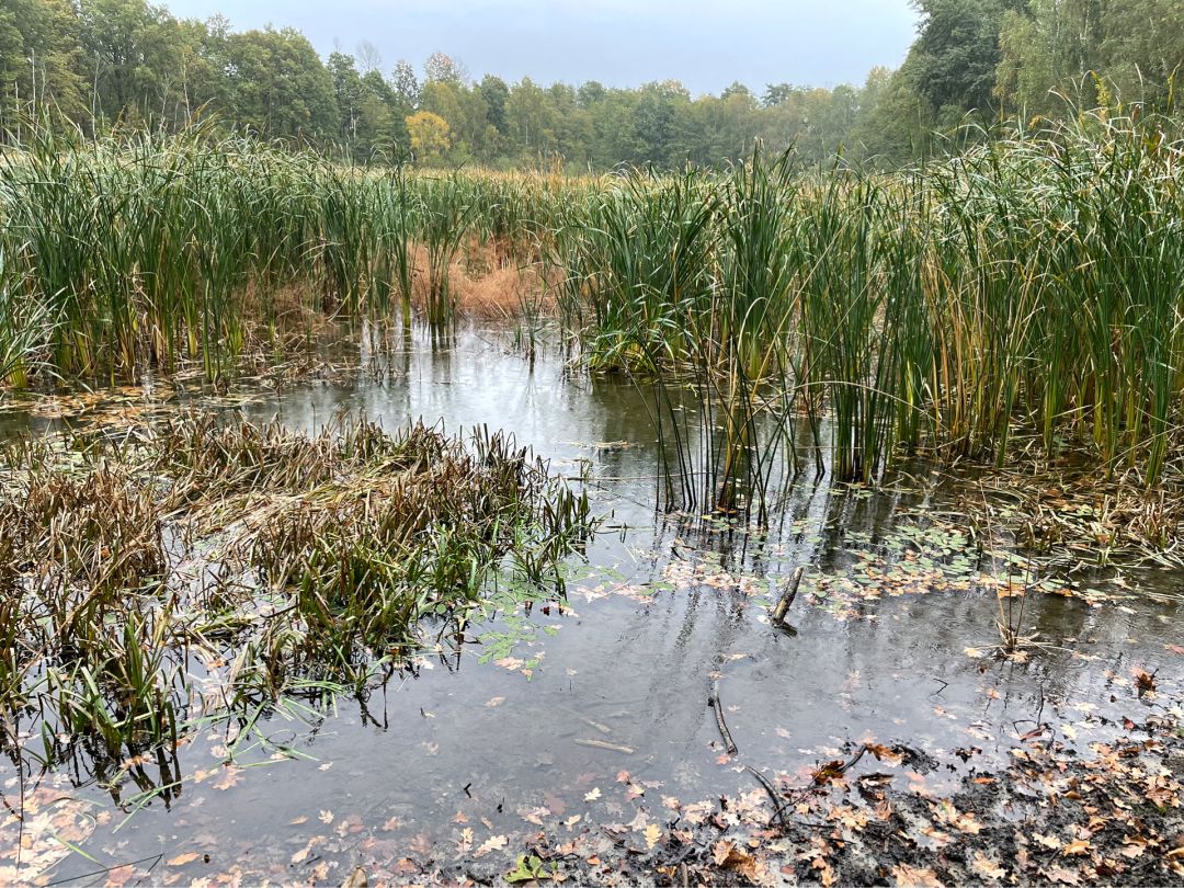 Pumpenteich Dahlen angeln