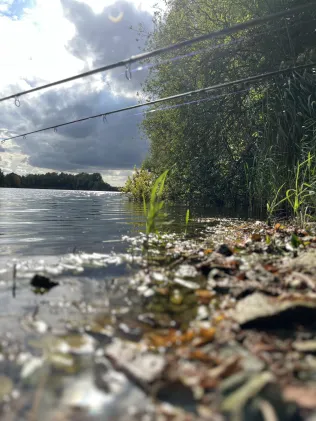 Lestesee