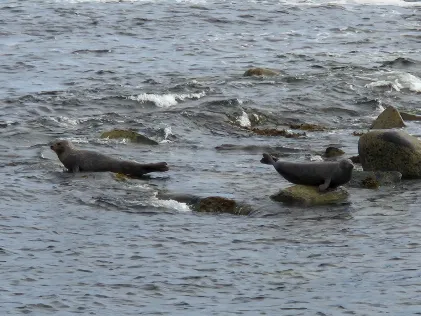Nordsee (Aberdeen)