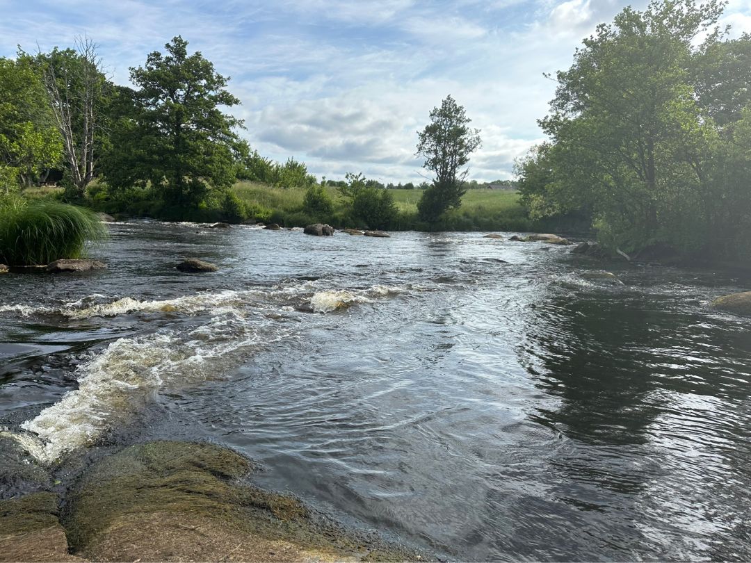 Mörrumsån (Mörrum) angeln