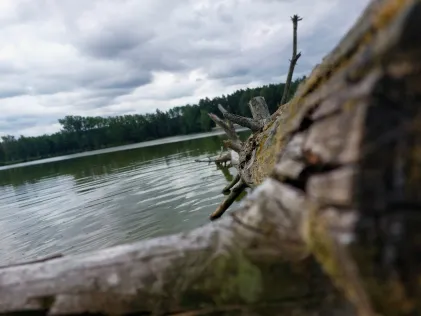 Otterweiher (Kemnath)