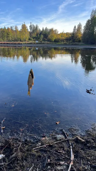 Hackensee