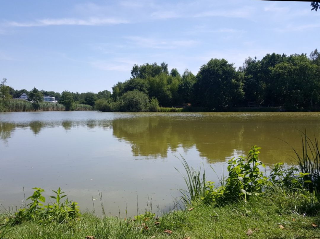 Waldsee (Lehre) angeln