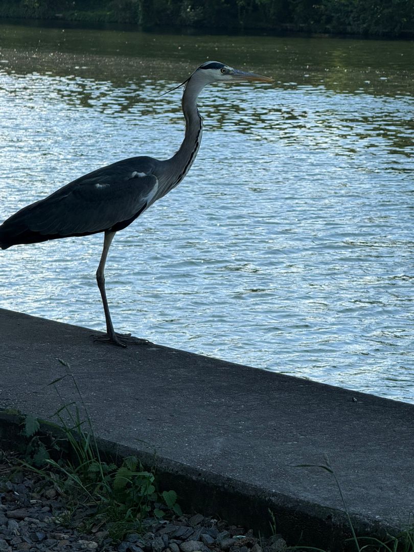 Flakenfließ (Erkner) angeln