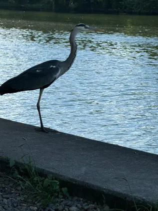 Flakenfließ (Erkner)