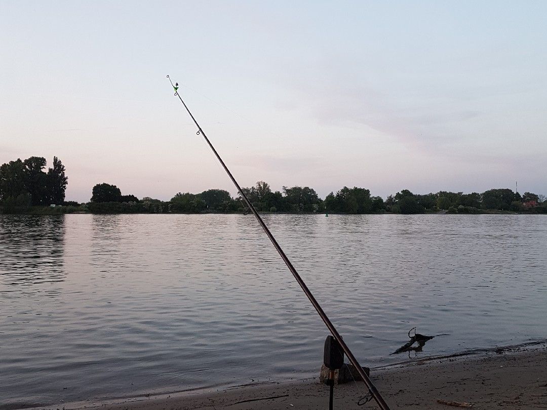 Rhein (Nierstein) angeln