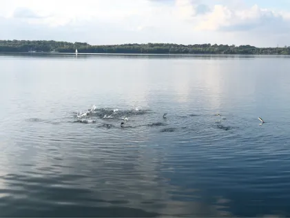 Cospudener See