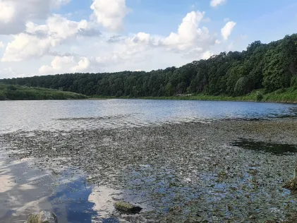 Maas (Maaseik)