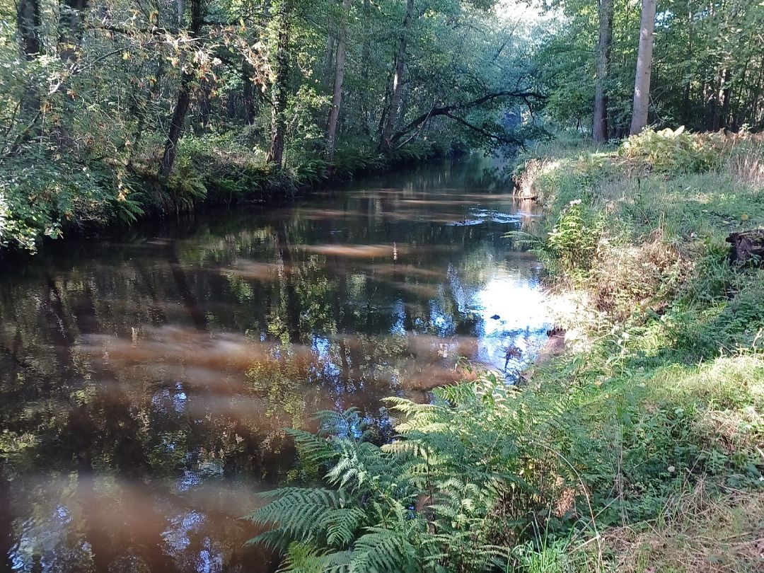 Böhme (Dorfmark) angeln