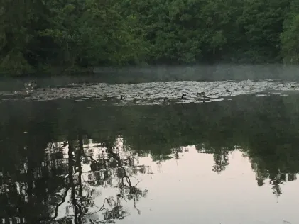Reichensteiner Weiher