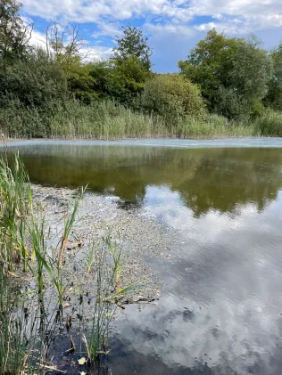 Teich am Schönauer Ring (Leipzig)