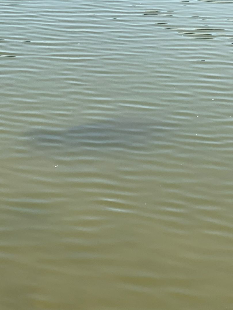 Teich im Blütengrund angeln