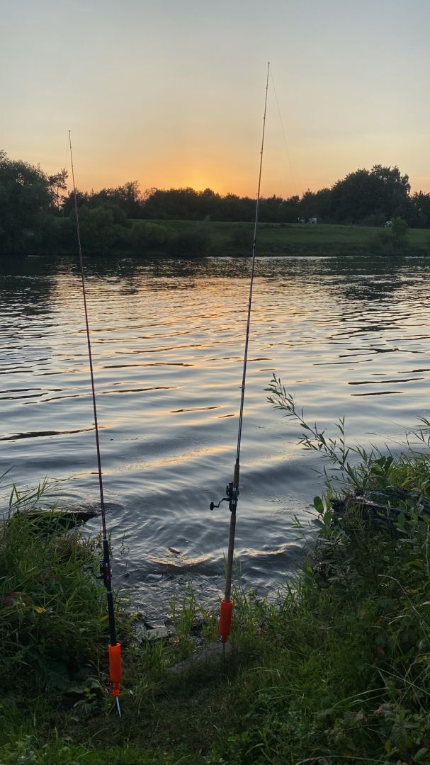 Weser (Schweringen) angeln