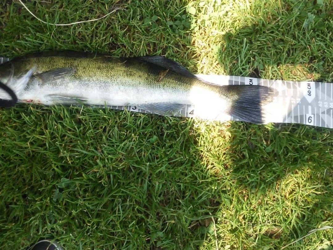 Großer Langsee (Süderfahrenstedt) angeln