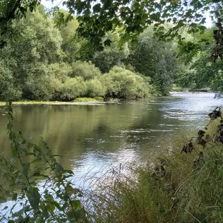 Saar (Wittring)