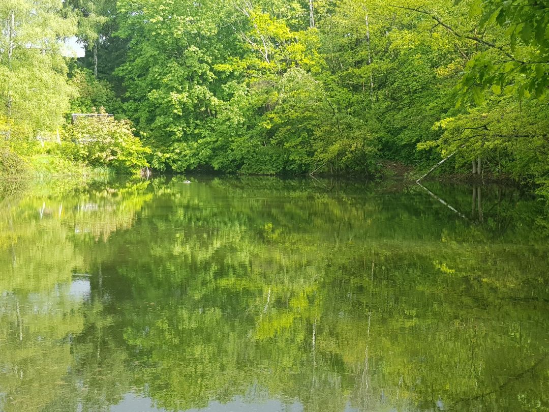 Bahnteich Flöha angeln