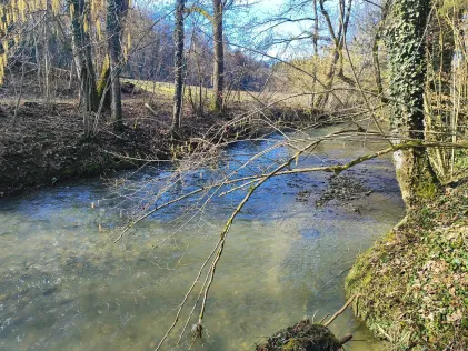 Rotach (Fuchstobel)