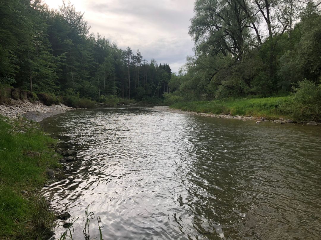 Untere Argen (Wangen im Allgäu) angeln