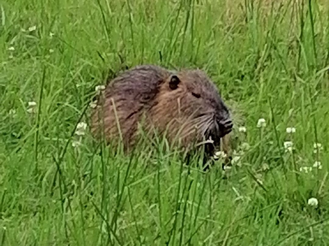 Bever (Bremervörde) angeln