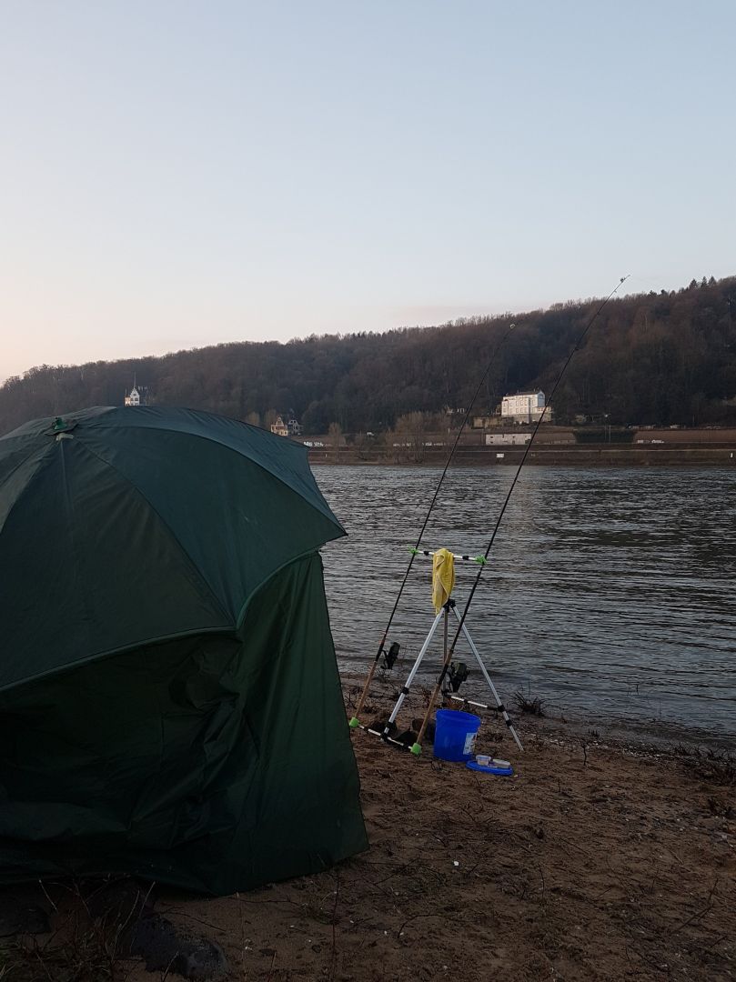 Rhein (Remagen) angeln