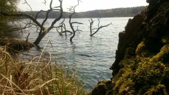 Großer Küstriner See