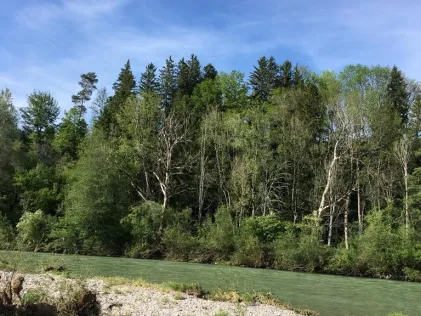 Iller (Dietmannsried)