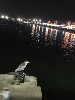 Bucht von Paracas