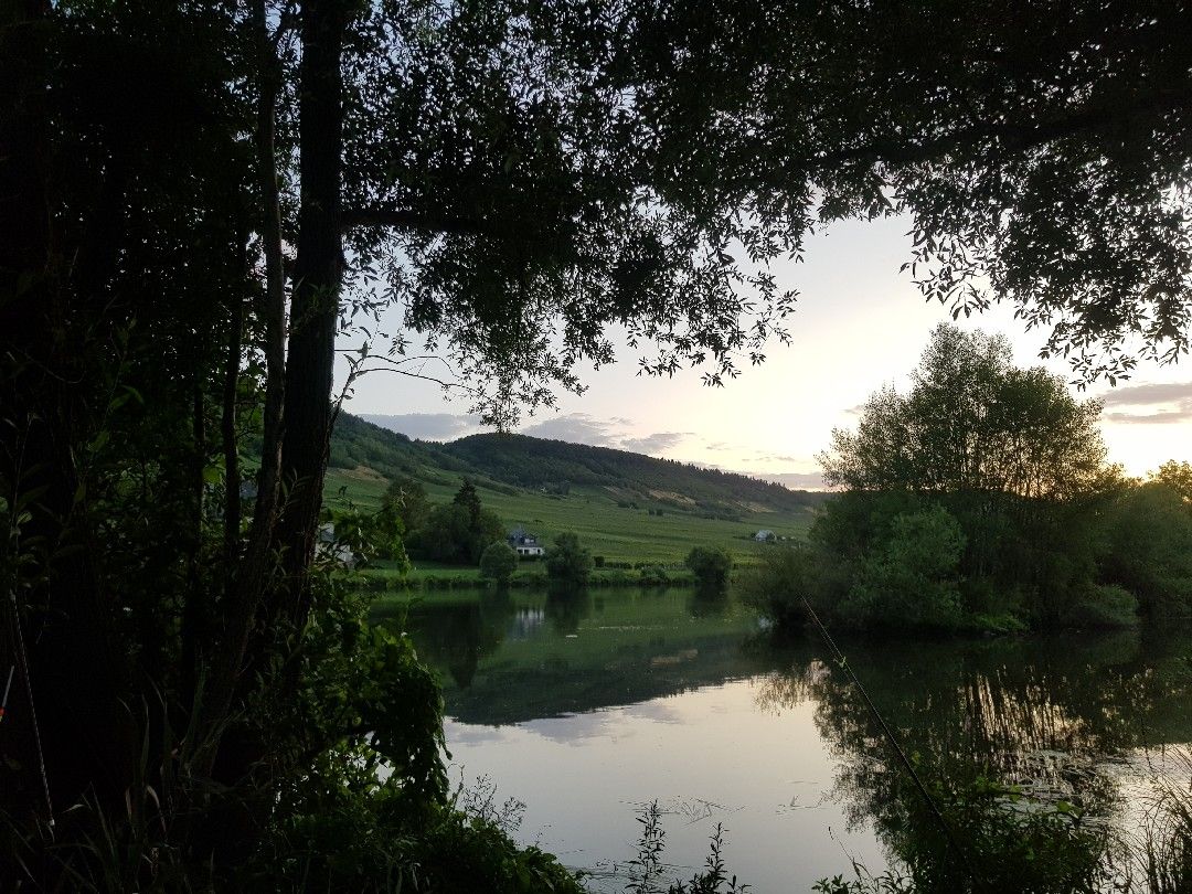 Mosel (Leiwen-Trittenheim) angeln