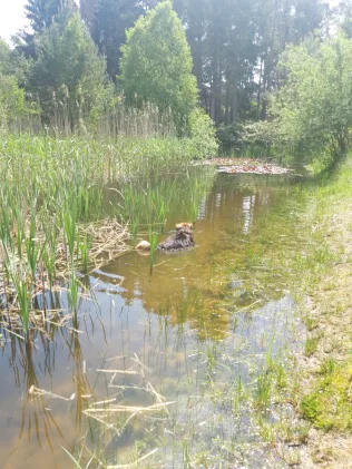 Trebser Löschteich