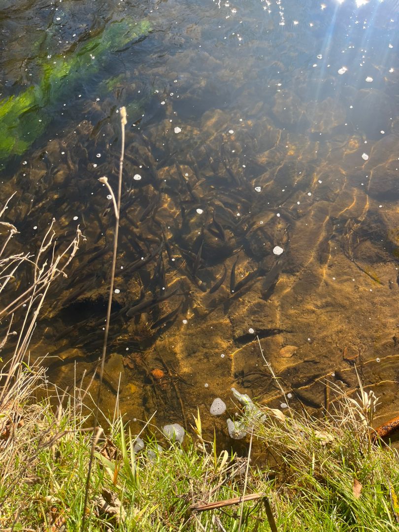 Schwarzer Regen (Teisnach) angeln