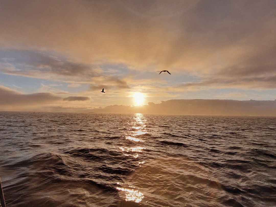 Drevflesleia (Værøya) angeln