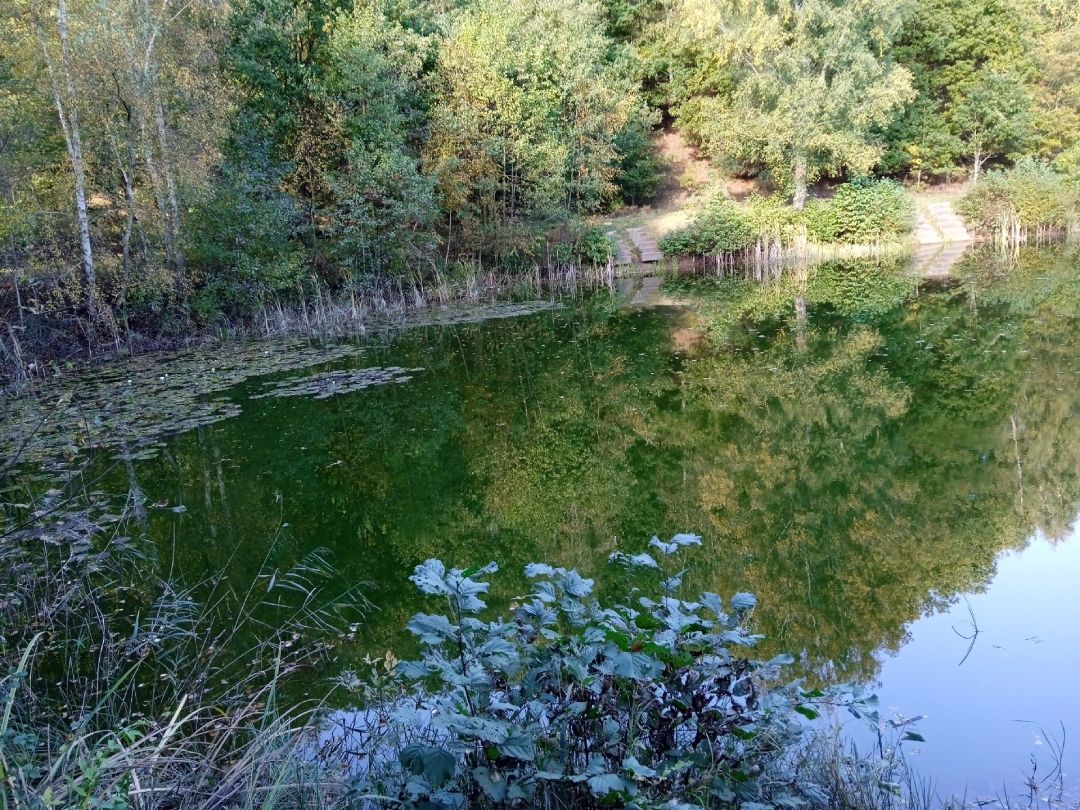 Bahndammteich (Burg/Dithmarschen) angeln