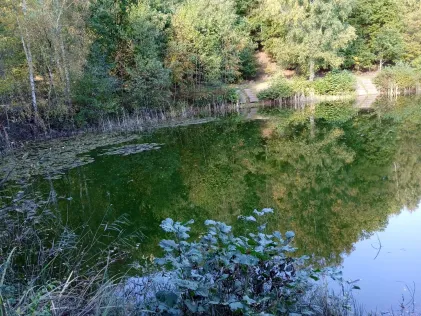 Bahndammteich (Burg/Dithmarschen)