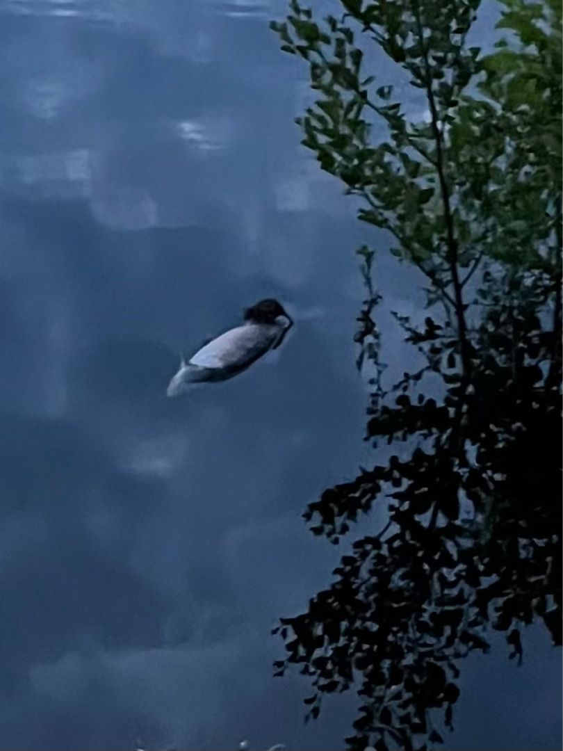 Angeln in Ilsede