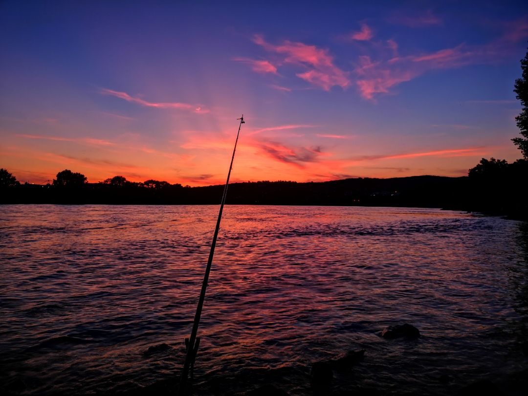 Rhein (Neuwied) angeln